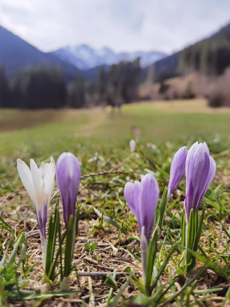 Reichenbachklamm Wanderung im Frühling - wir konnten die Krokusblüte bewundern